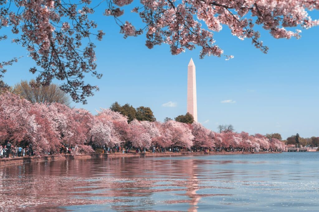 Washington monument and cherry blossoms in DC